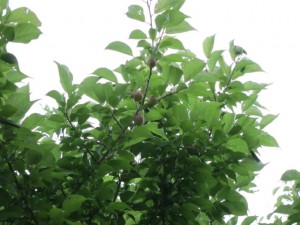 �摜(300x225)�E�g��摜(640x480)