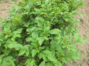 �摜(300x225)�E�g��摜(640x480)