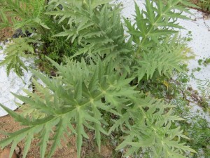 �摜(300x225)�E�g��摜(640x480)