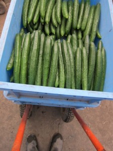 �摜(225x300)�E�g��摜(480x640)