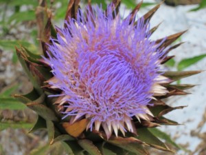 画像(300x225)・拡大画像(640x480)