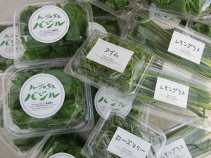 画像(300x225)・拡大画像(640x480)