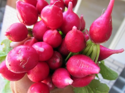 画像(435x326)・拡大画像(640x480)