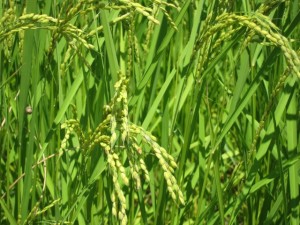 �摜(300x225)�E�g��摜(640x480)