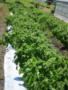 �摜(225x300)�E�g��摜(480x640)