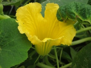 画像(300x225)・拡大画像(640x480)