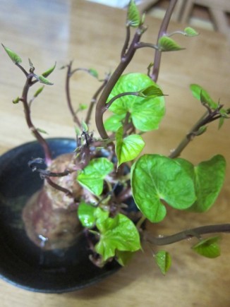 画像(326x435)・拡大画像(480x640)