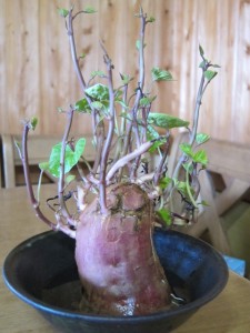 画像(225x300)・拡大画像(480x640)