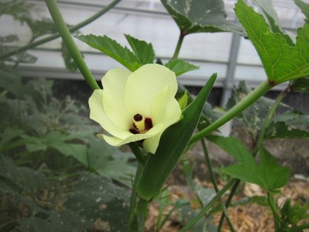 画像(435x326)・拡大画像(640x480)