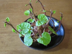 画像(300x225)・拡大画像(640x480)