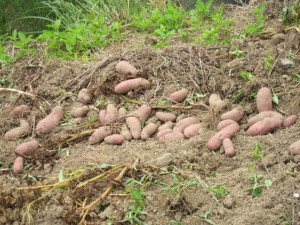 画像(300x225)・拡大画像(640x480)