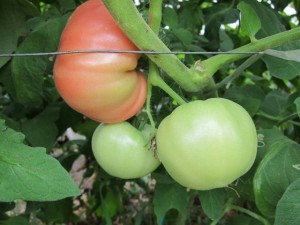 画像(300x225)・拡大画像(640x480)