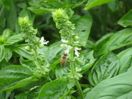 画像(435x326)・拡大画像(640x480)