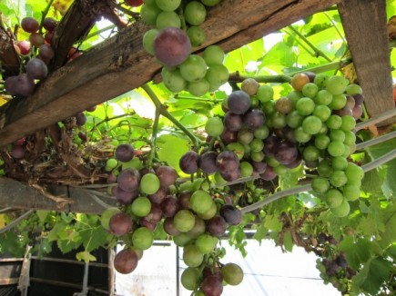 画像(435x326)・拡大画像(640x480)