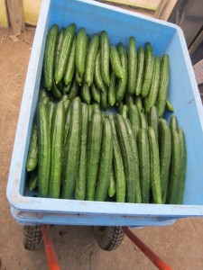 画像(225x300)・拡大画像(480x640)