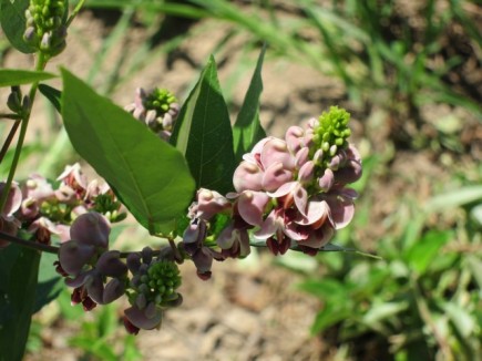 画像(435x326)・拡大画像(640x480)