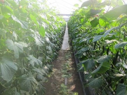 画像(435x326)・拡大画像(640x480)