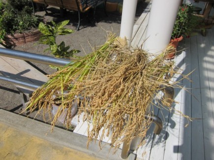 画像(435x326)・拡大画像(640x480)