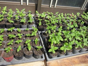 画像(300x225)・拡大画像(640x480)