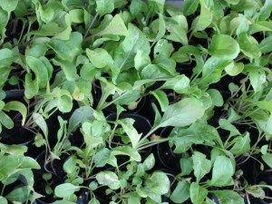 画像(300x225)・拡大画像(640x480)