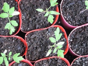 画像(300x225)・拡大画像(640x480)