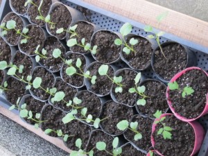 画像(300x225)・拡大画像(640x480)