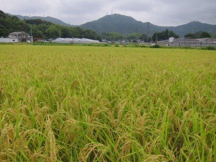 �摜(435x326)�E�g��摜(640x480)