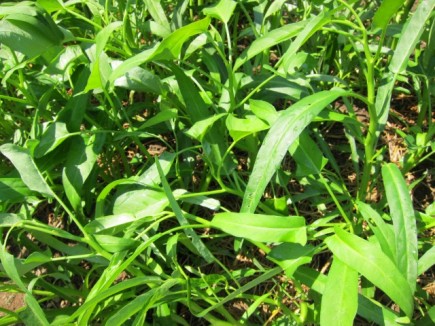 画像(435x326)・拡大画像(640x480)