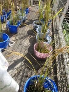 画像(225x300)・拡大画像(480x640)