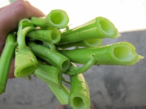 画像(300x225)・拡大画像(640x480)