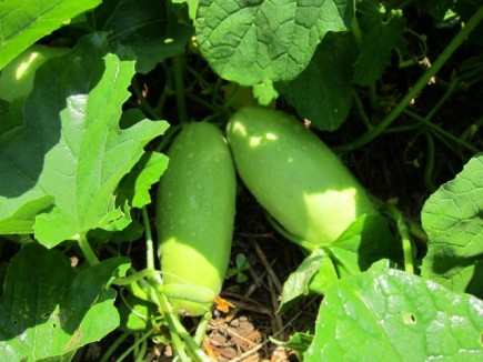 画像(435x326)・拡大画像(640x480)