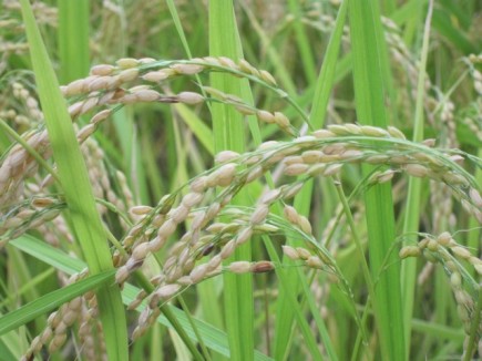 �摜(435x326)�E�g��摜(640x480)