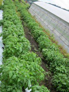 �摜(225x300)�E�g��摜(480x640)