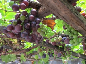 �摜(300x225)�E�g��摜(640x480)