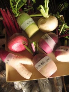 画像(224x300)・拡大画像(325x435)