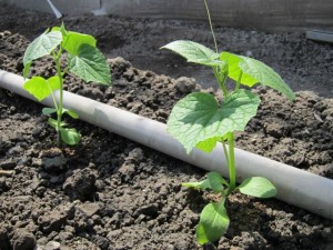 画像(300x225)・拡大画像(640x480)