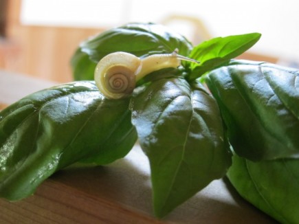 画像(435x326)・拡大画像(640x480)