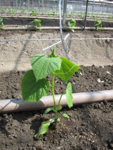 画像(225x300)・拡大画像(480x640)