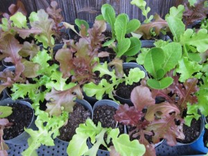 �摜(300x225)�E�g��摜(640x480)