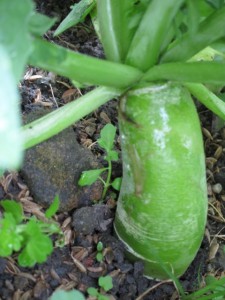 画像(225x300)・拡大画像(480x640)