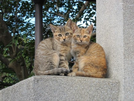 �摜(435x326)�E�g��摜(640x480)