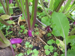 画像(300x225)・拡大画像(640x480)