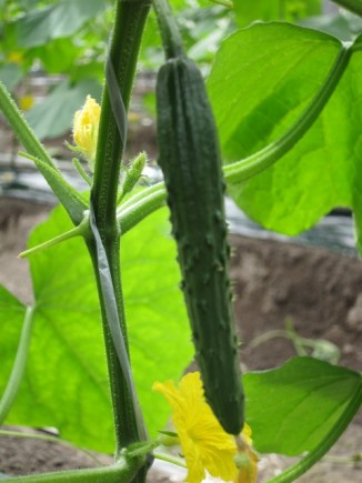 �摜(326x435)�E�g��摜(480x640)