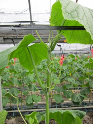 �摜(326x435)�E�g��摜(480x640)