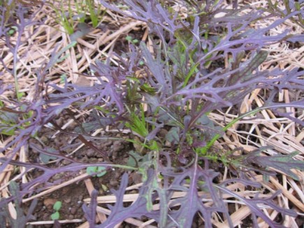 �摜(435x326)�E�g��摜(640x480)