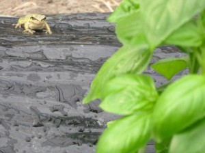 画像(300x224)・拡大画像(640x479)