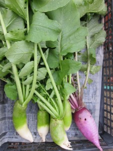 �摜(225x300)�E�g��摜(480x640)