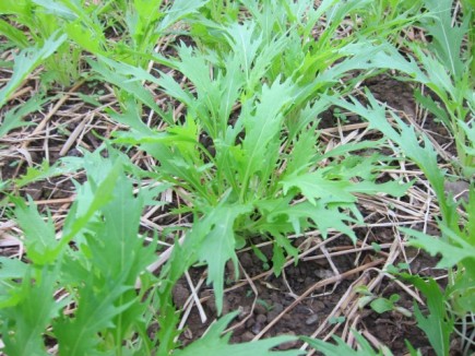 �摜(435x326)�E�g��摜(640x480)