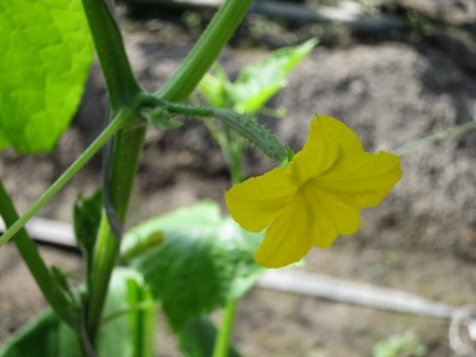 �摜(435x326)�E�g��摜(640x480)