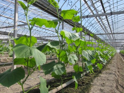 �摜(435x326)�E�g��摜(640x480)